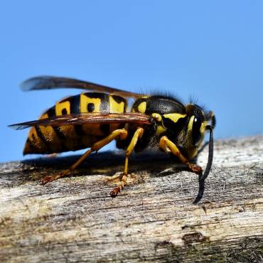 Hilfestellung bei Insektenbefall