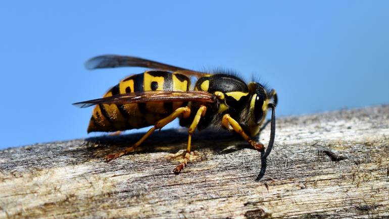 Hilfestellung bei Insektenbefall