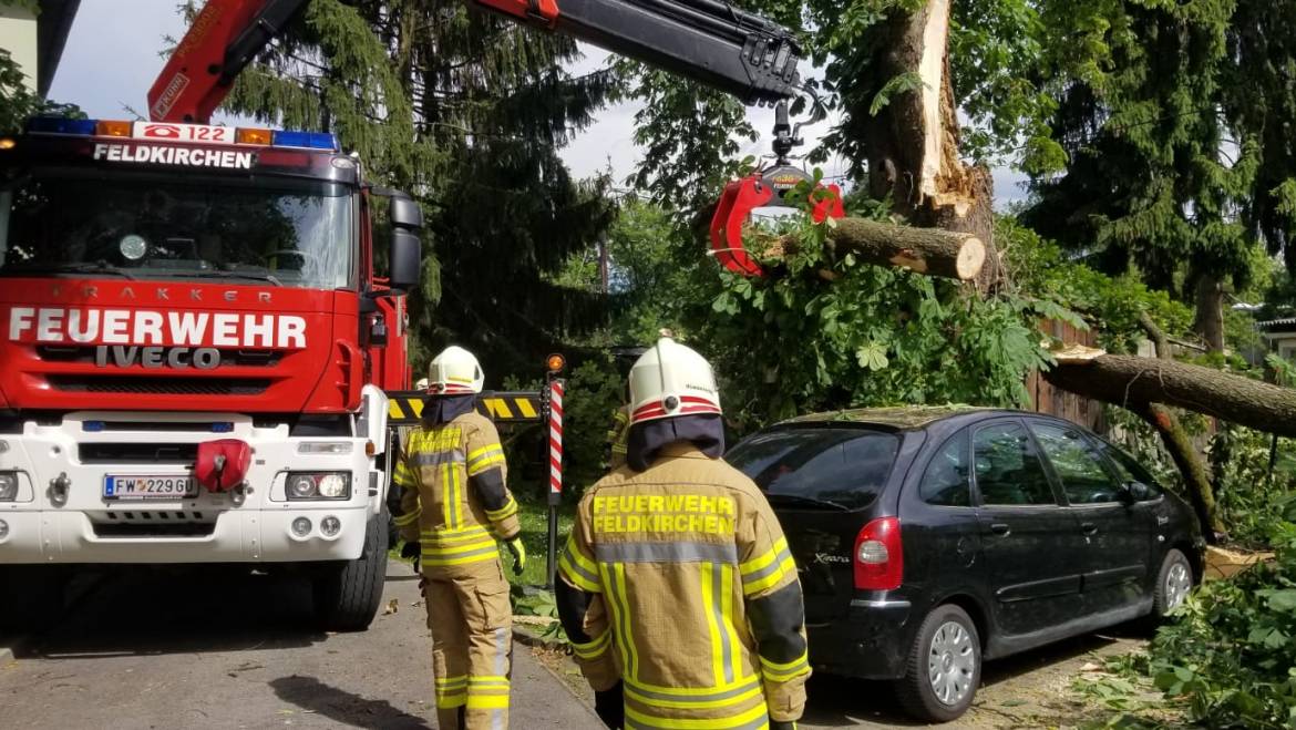 Baumbergung im Ortsgebiet